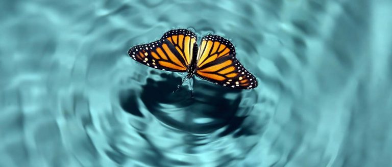 Banks and the butterfly effect—the global ramifications