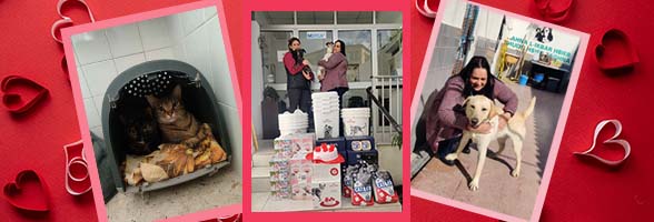 Valentine's MSPCA donation